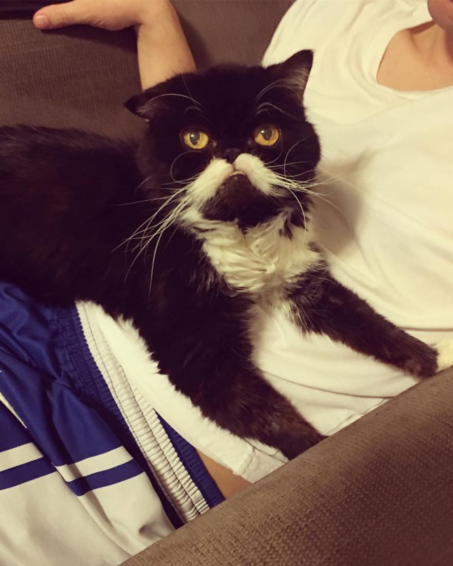 black cat with moustache laying on owner