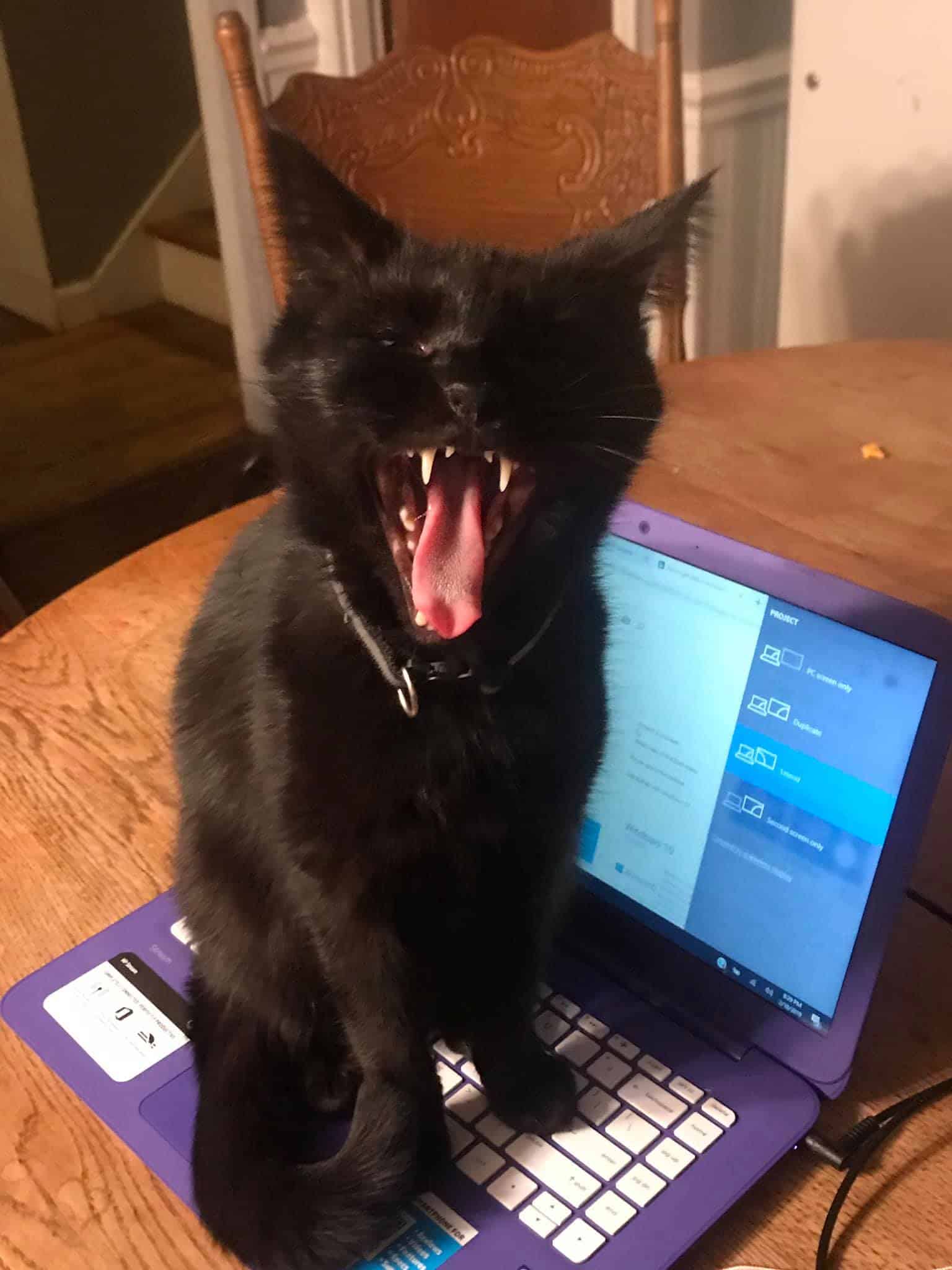 black cat with open mouth