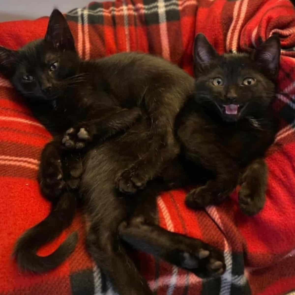 black cats 