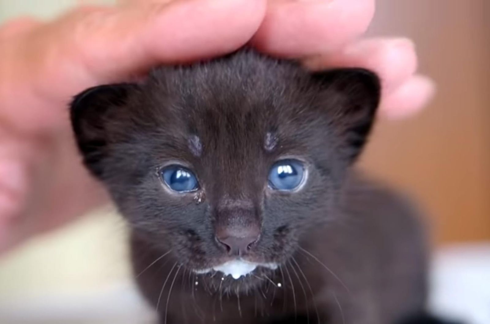 black kitten with blue eyes