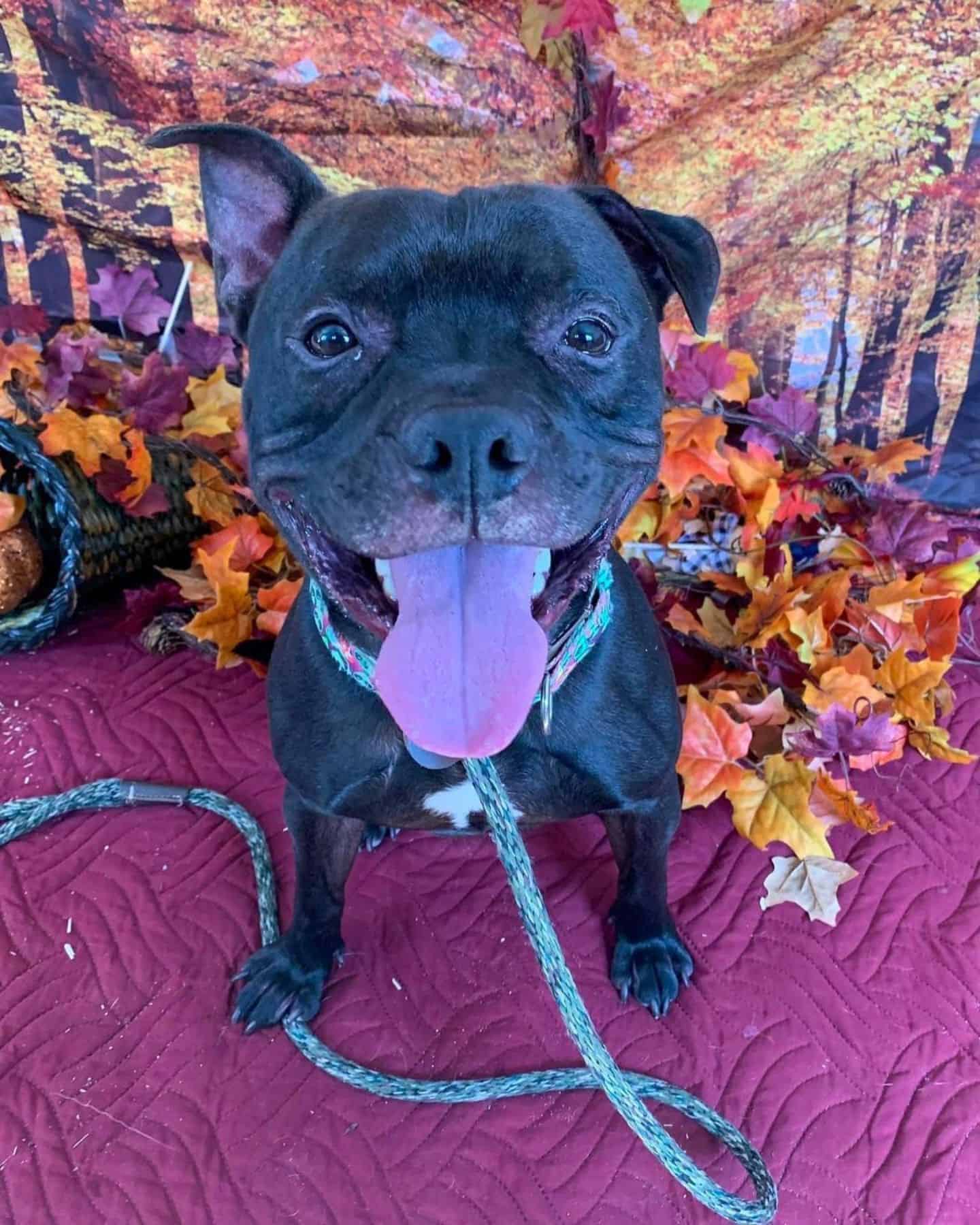 black pit bull with tongue out looking at camera