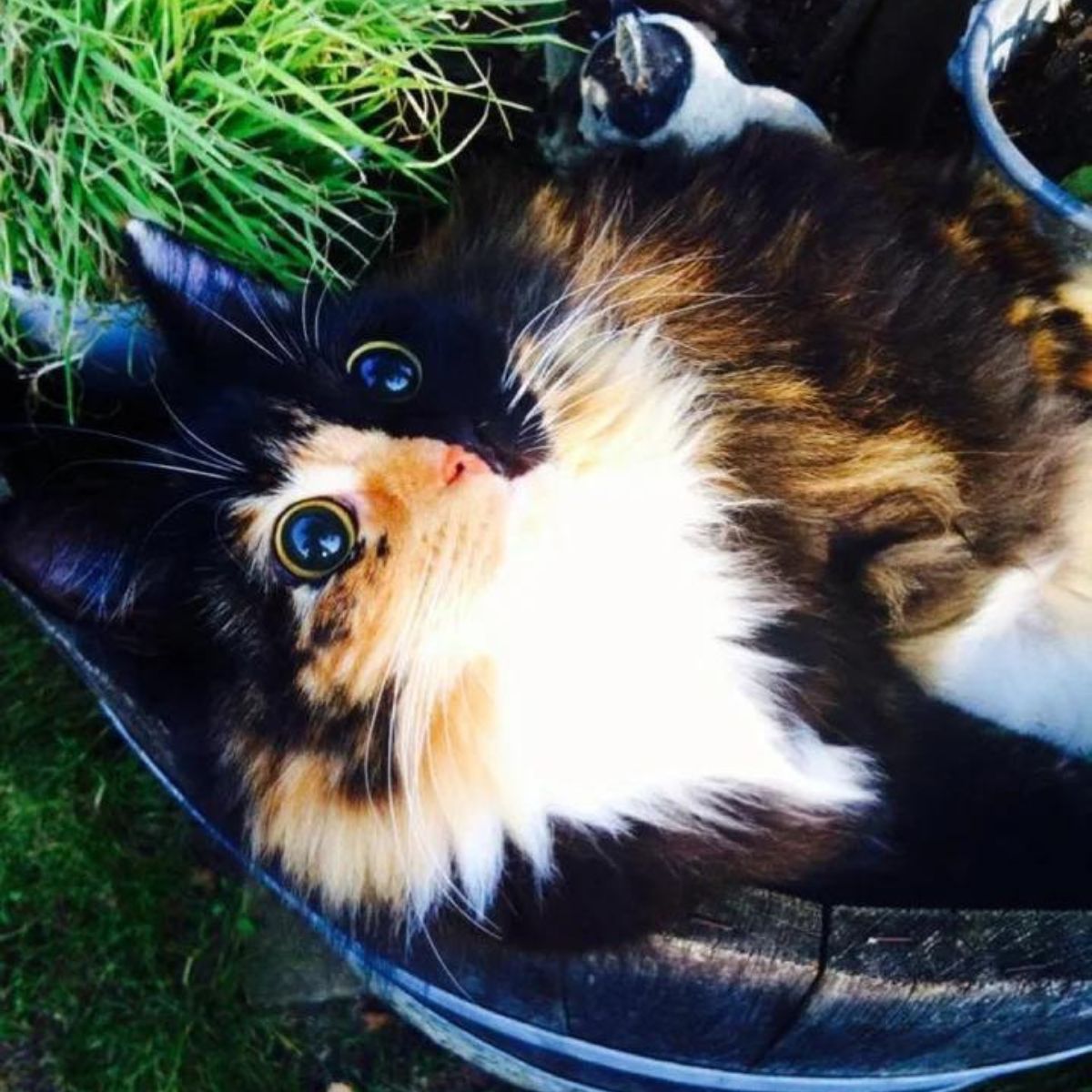 blind cat lying on her back