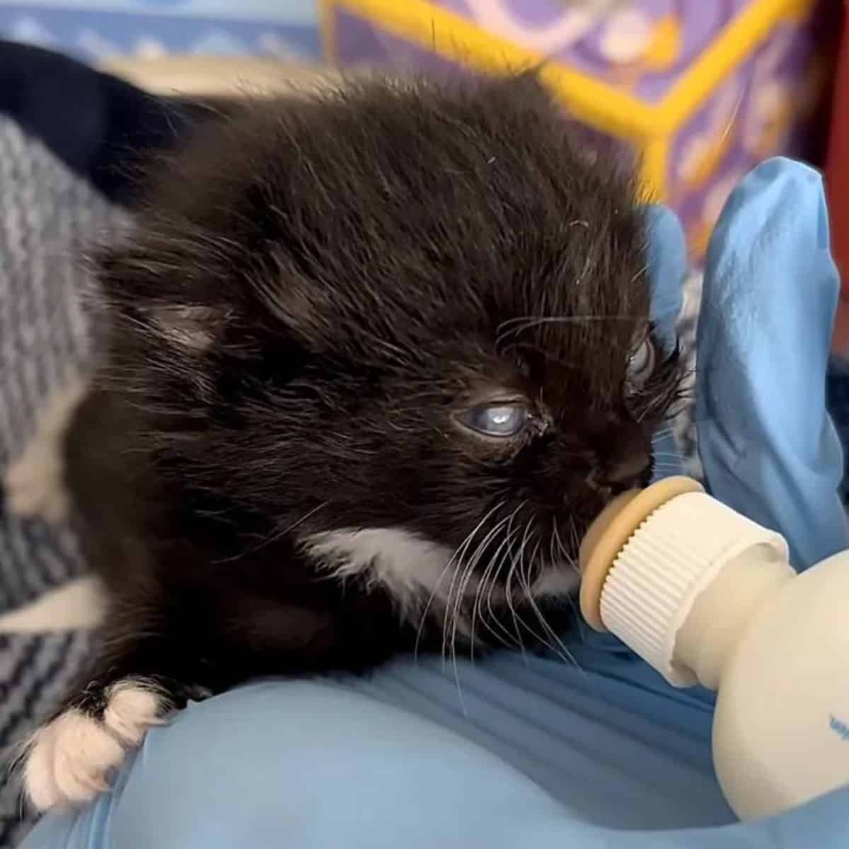 bottle feeding the kitten