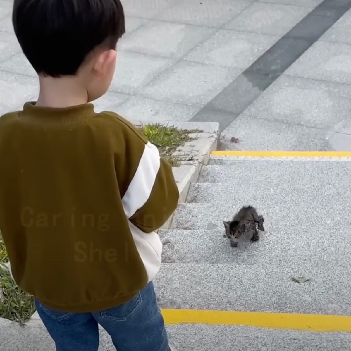 boy looking at kitten climbing the stairs