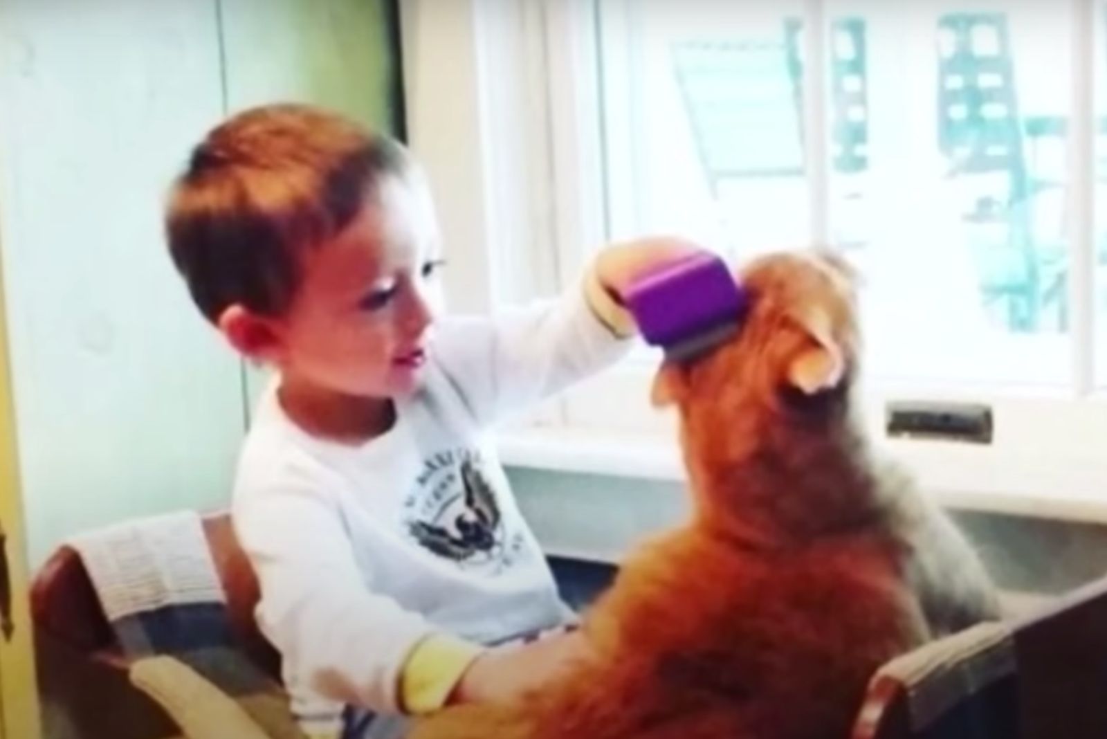 boy playing with cat