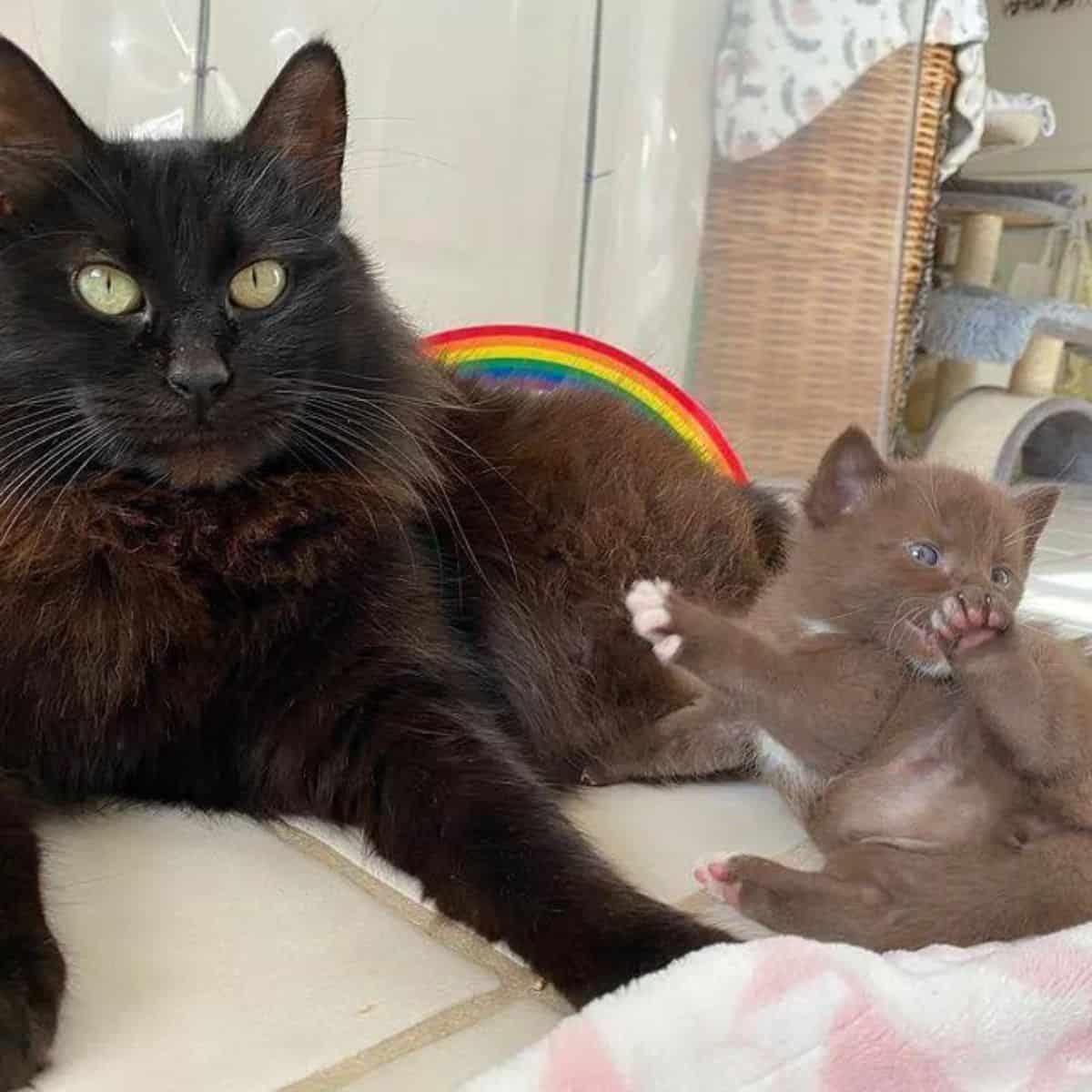 brown kitten on couch licking his paw next to mom