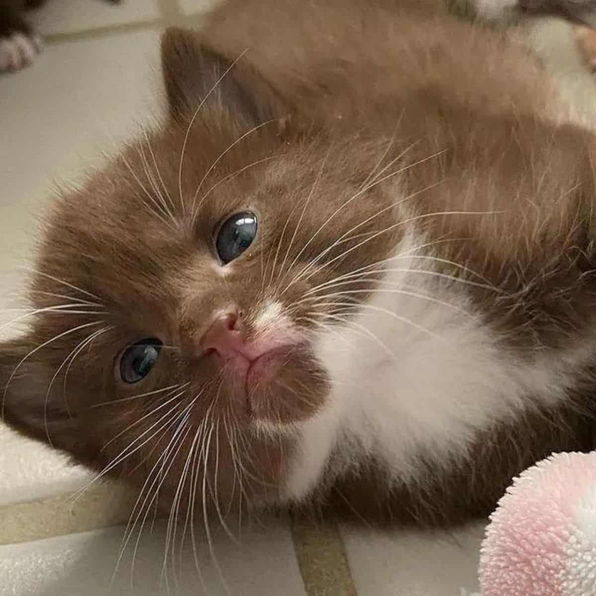 brown kitten pokes its head in front of the camera