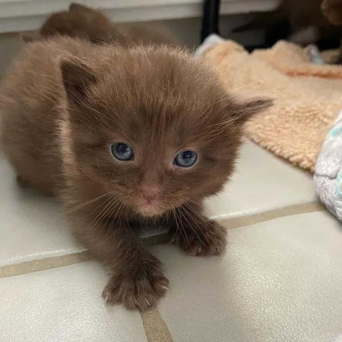 brown kittens on tiles