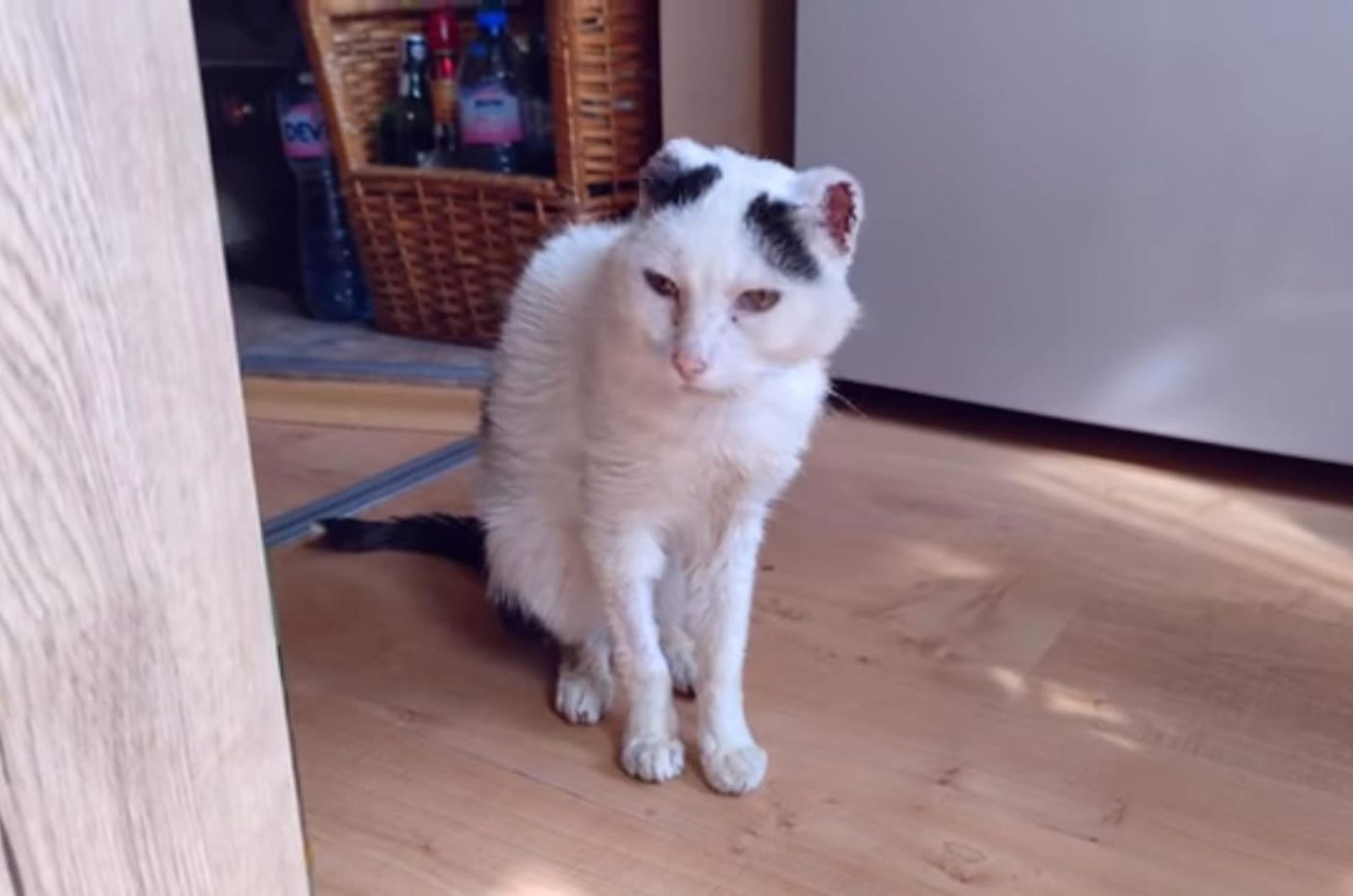 bullied cat at home finally