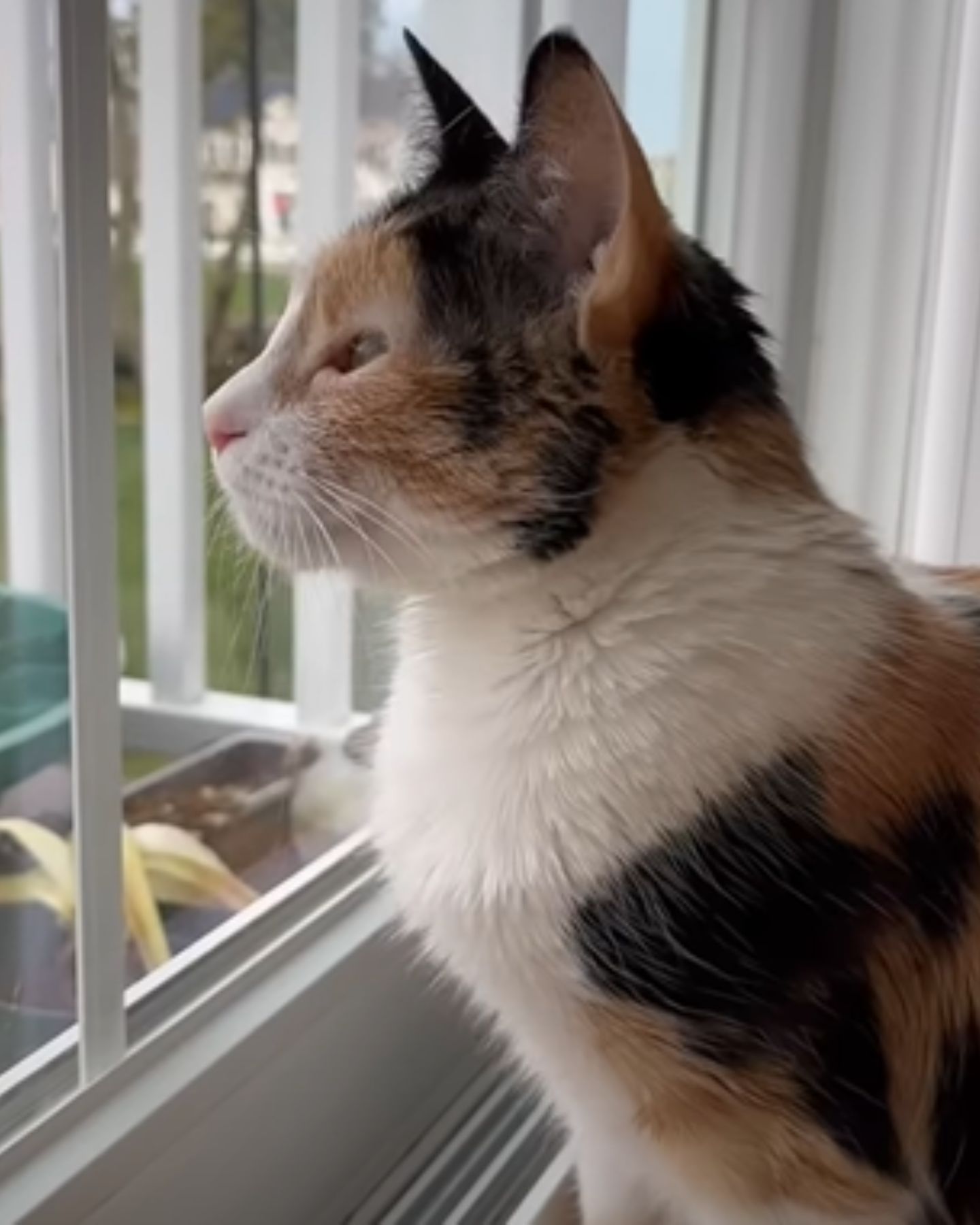 calico cat looking through window