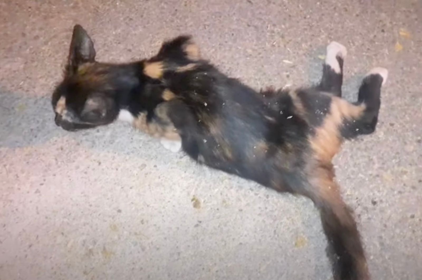 calico cat on the ground