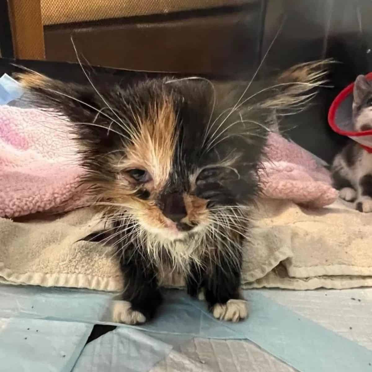 calico kitten