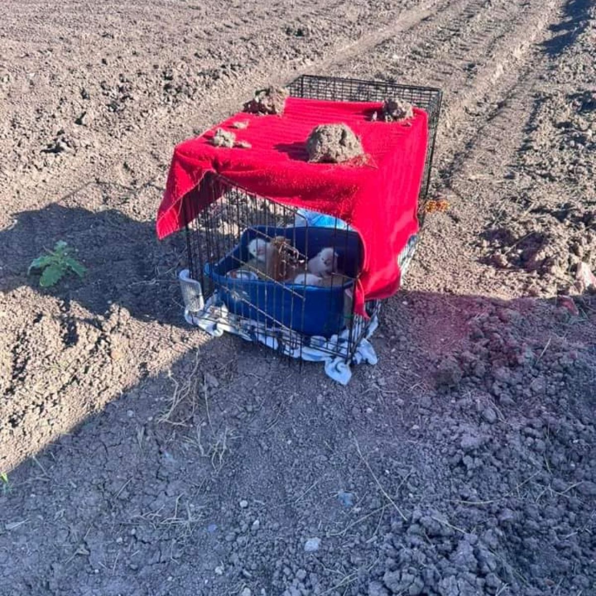 carrier with kittens in a field