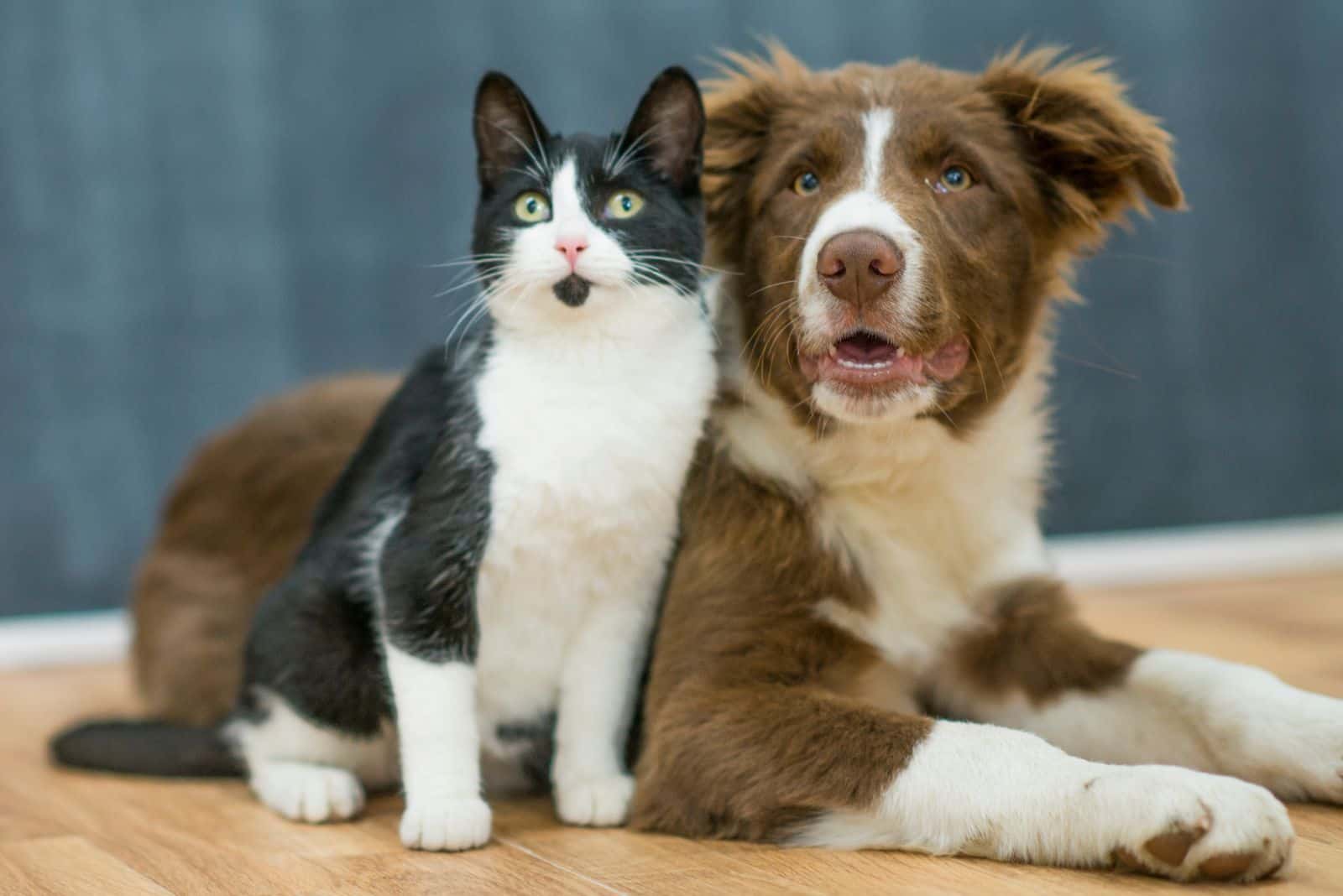cat and a dog