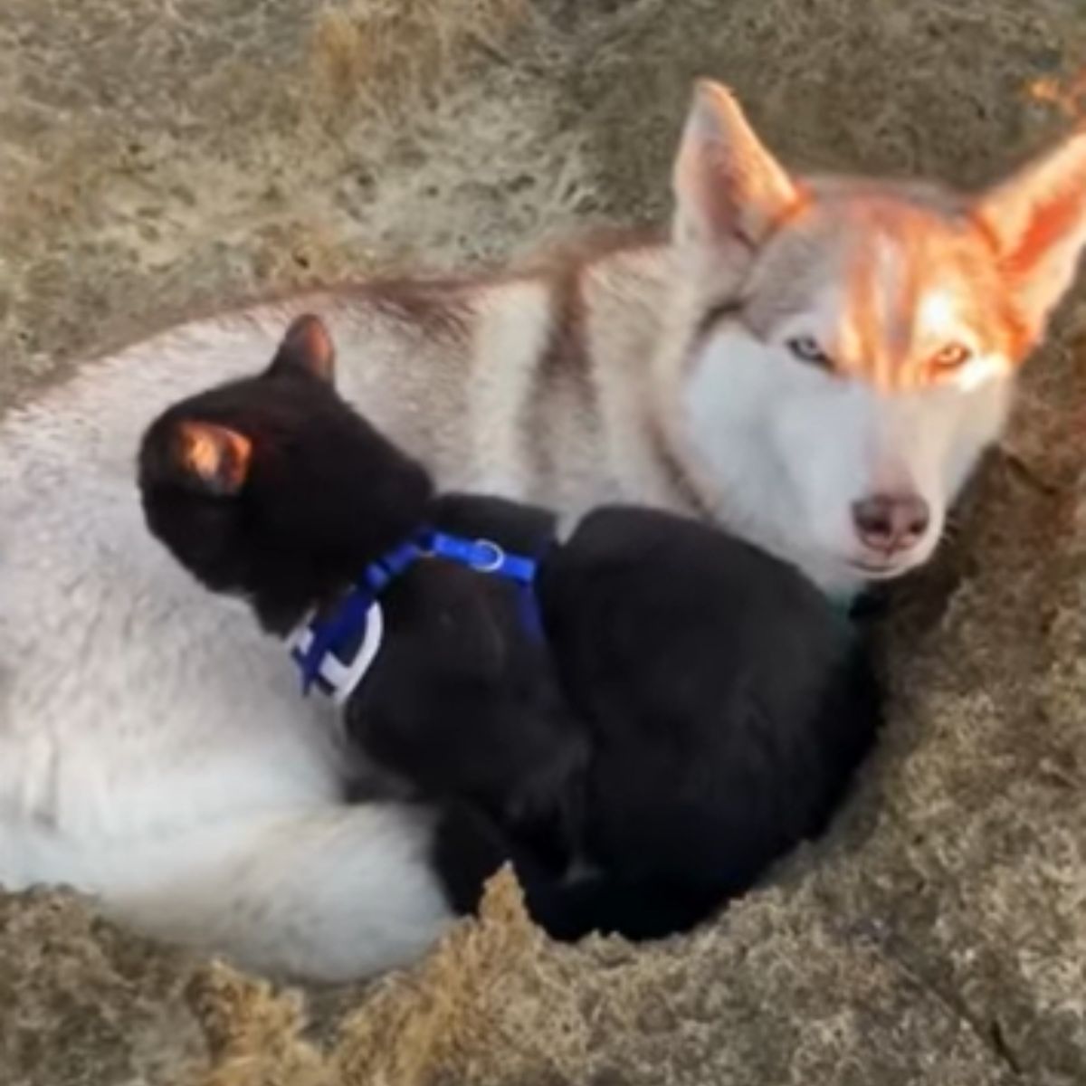 cat and a husky