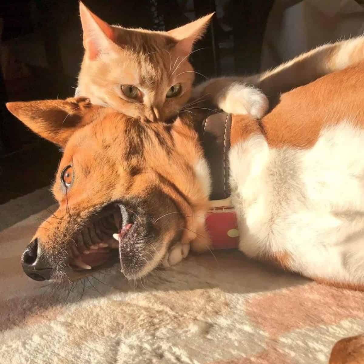 cat and dog fighting