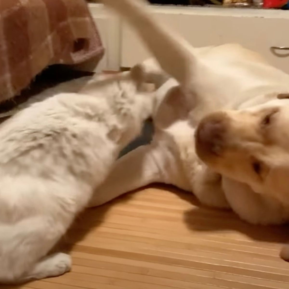 cat and dog playing