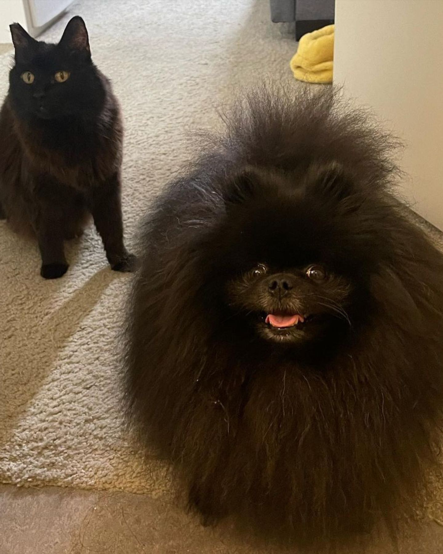cat and fluffy dog