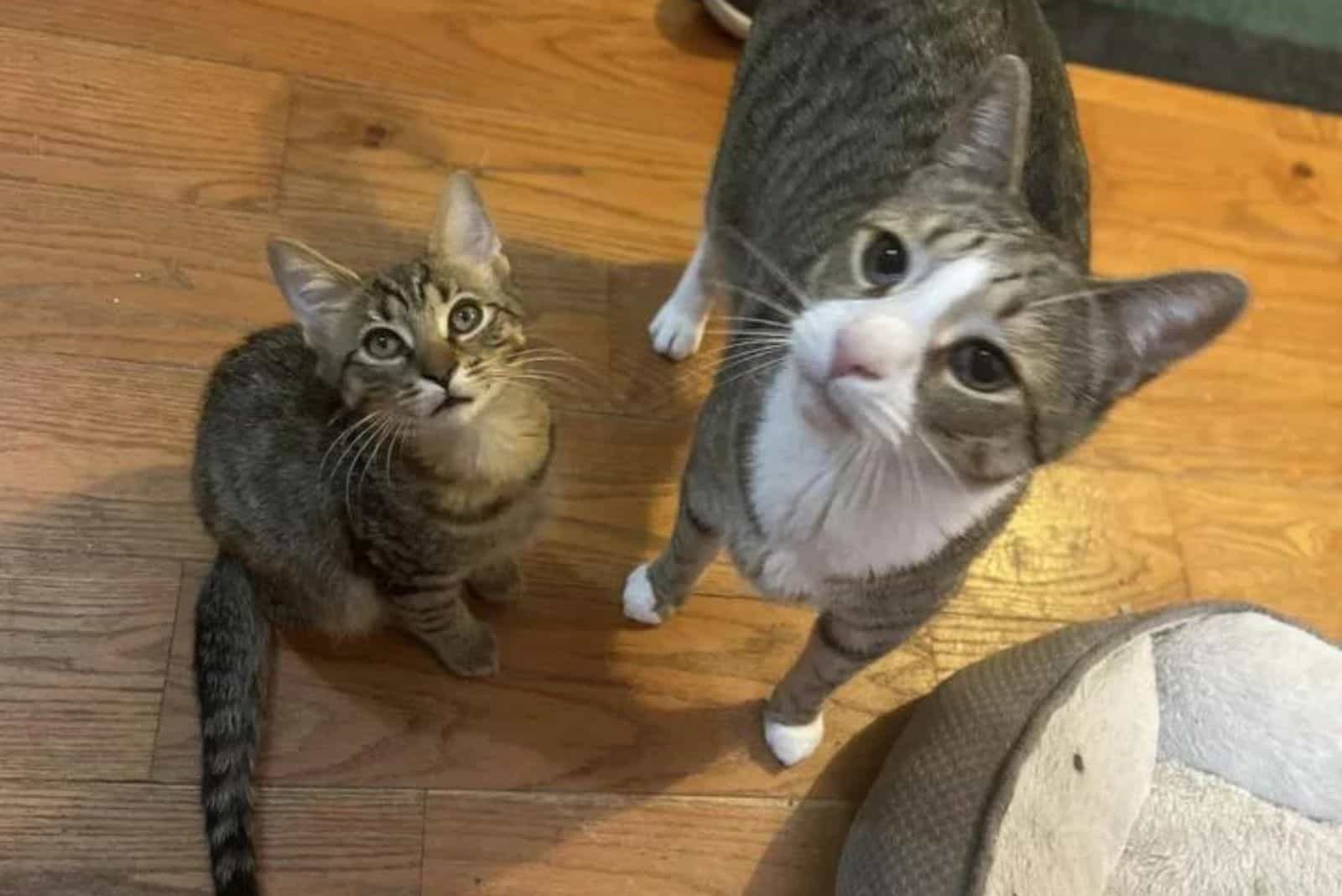 cat and kittens are standing on the floor and looking at the camera