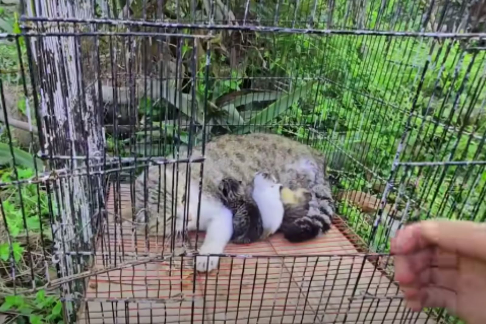 cat and kittens in a kennel