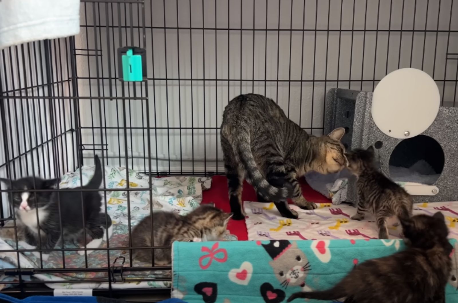 cat and kittens in a playground