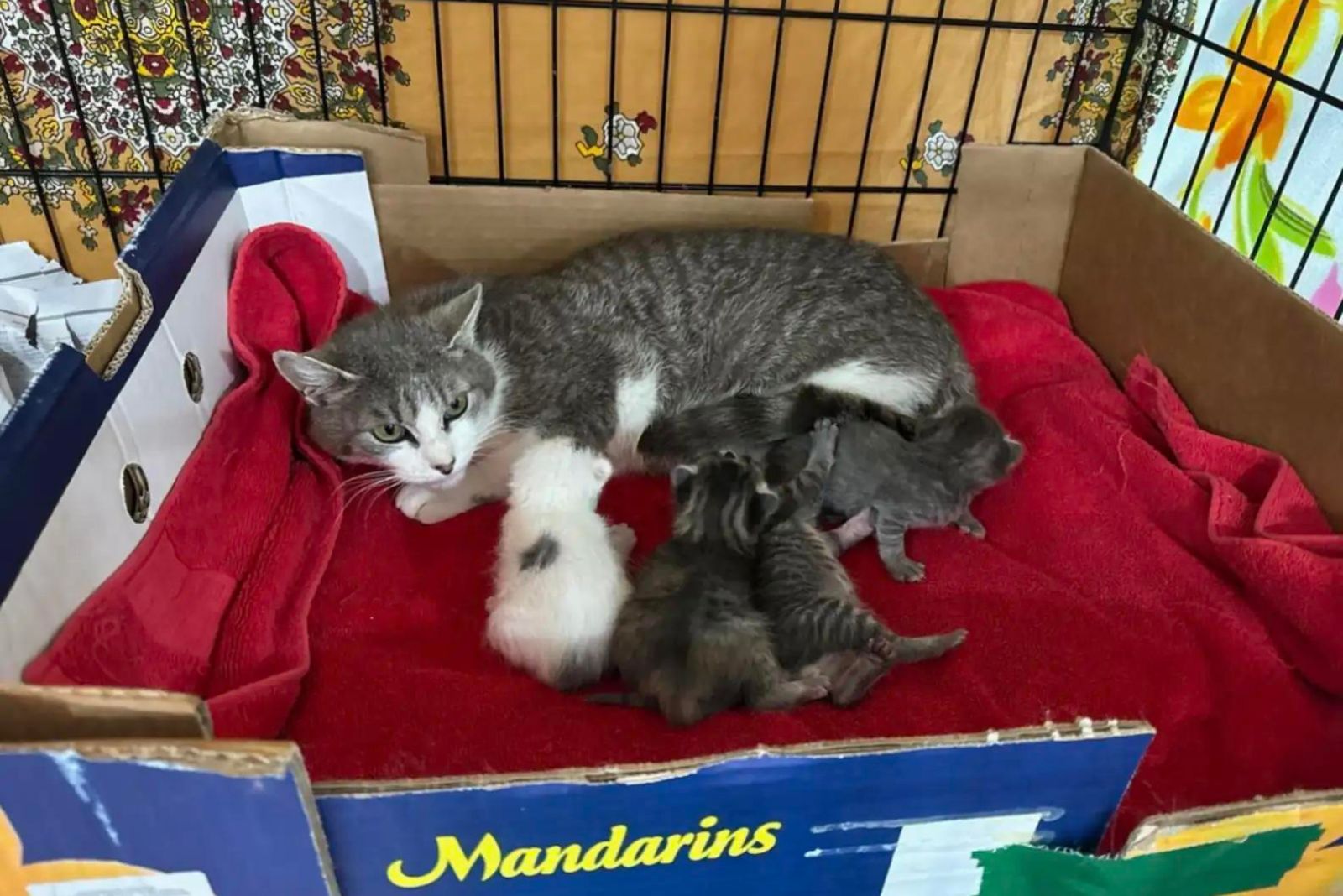 cat and kittens lying on a red towel