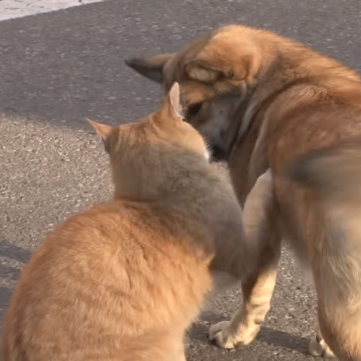 cat and lonely dog