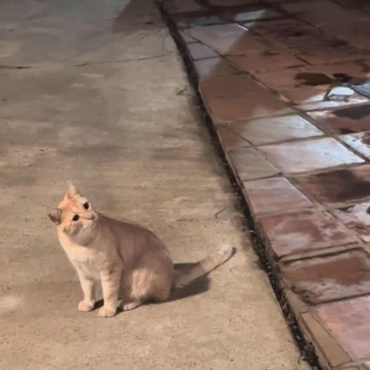 cat and opposum at home