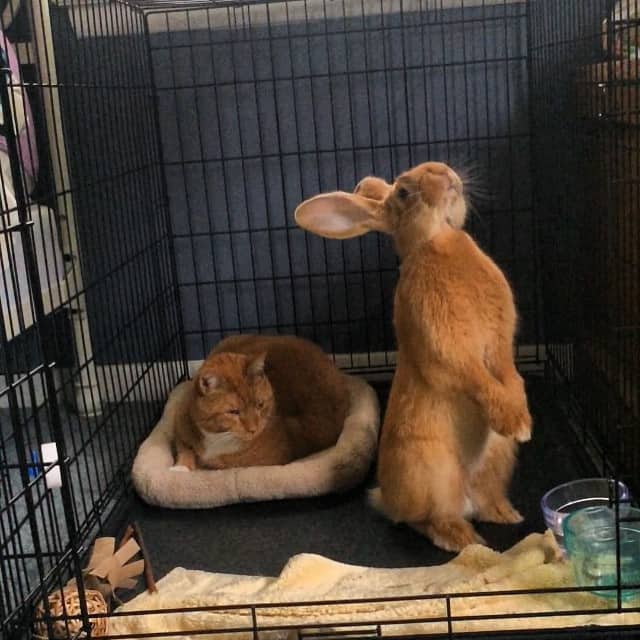 cat and rabbit in a crate