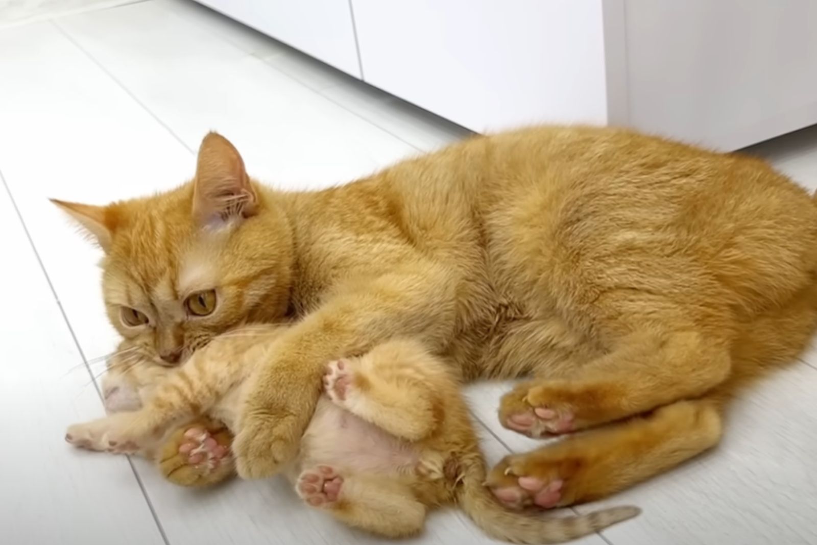 cat and two kittens