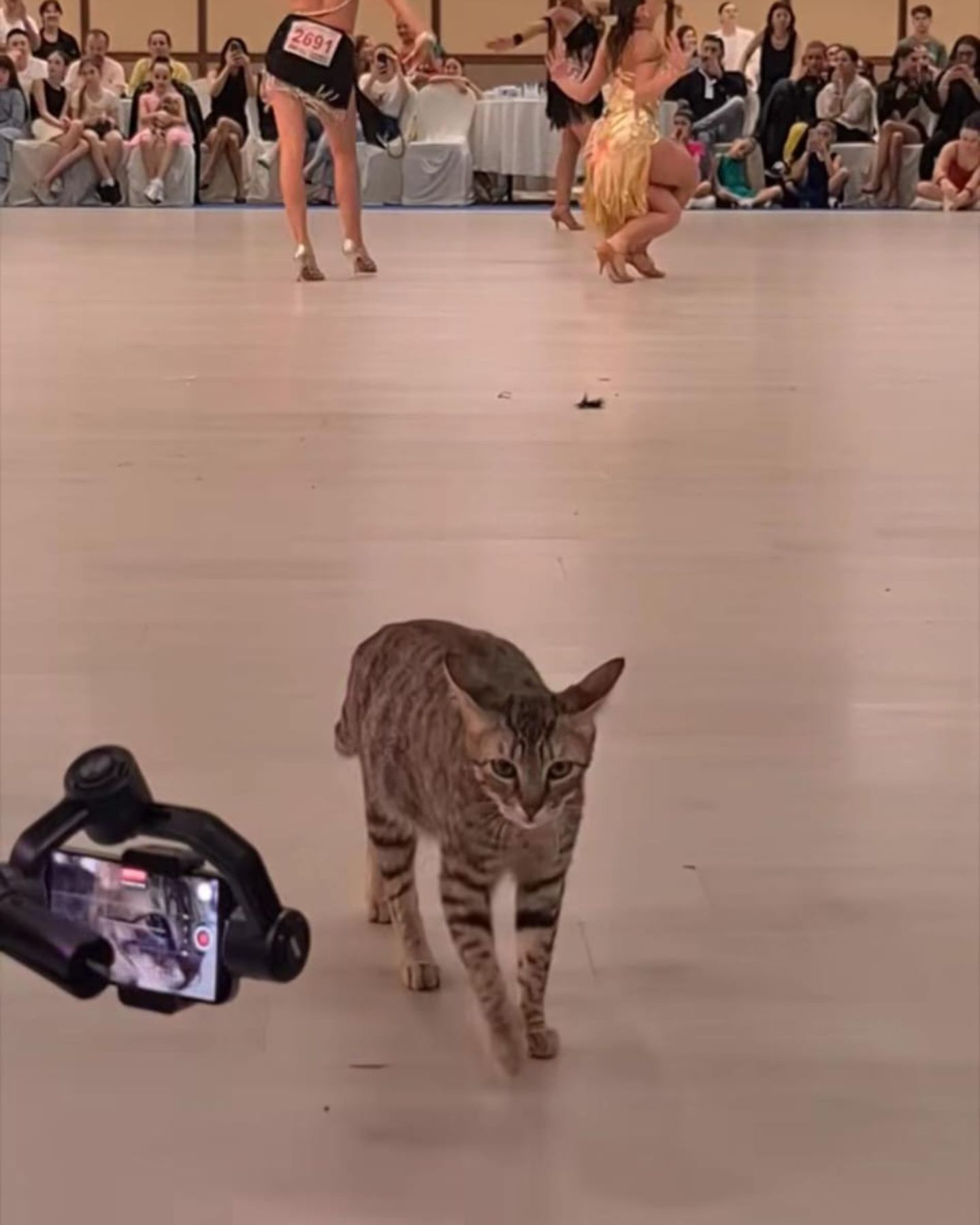 cat at dance competition