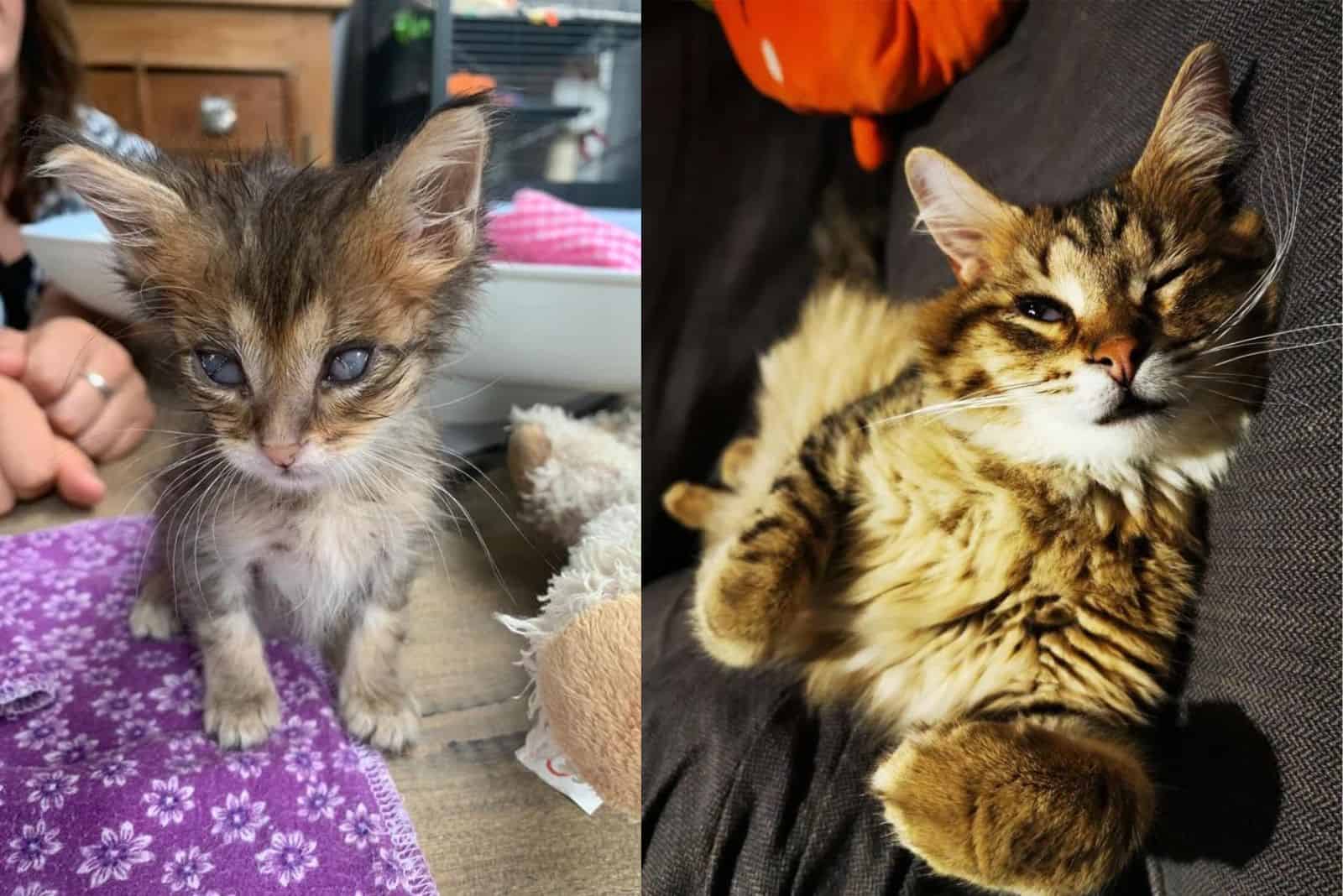 cat before and after adoption