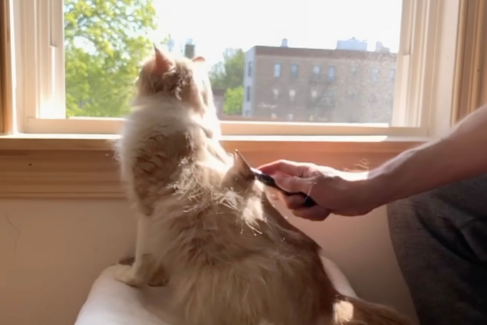 cat being brushed