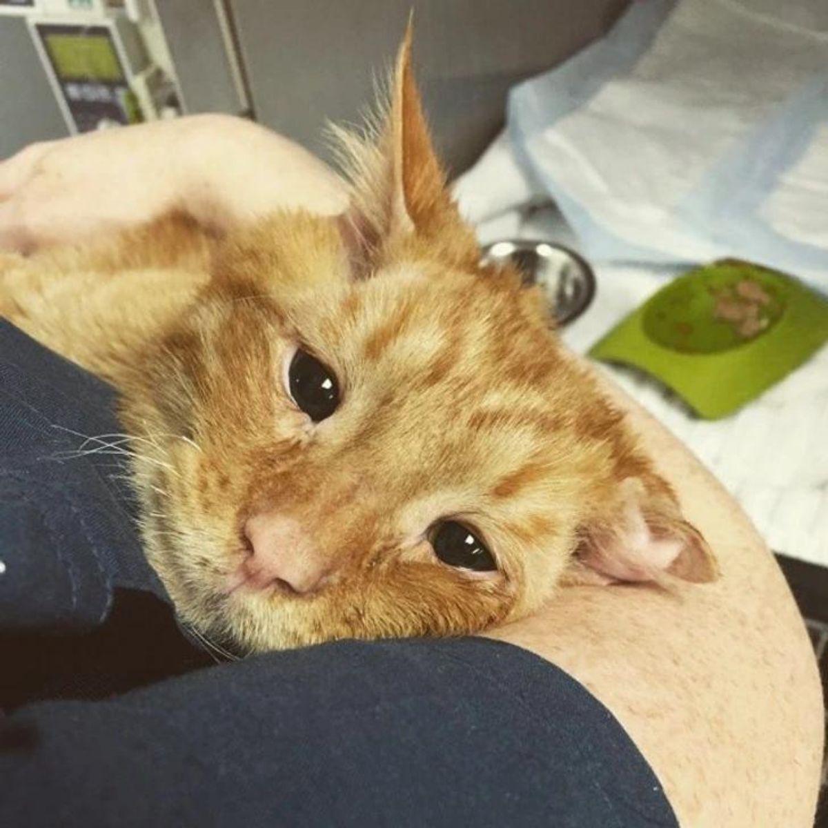 cat being held