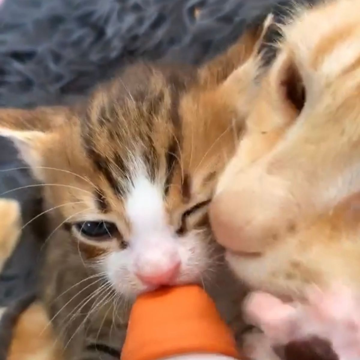 cat bottle fed