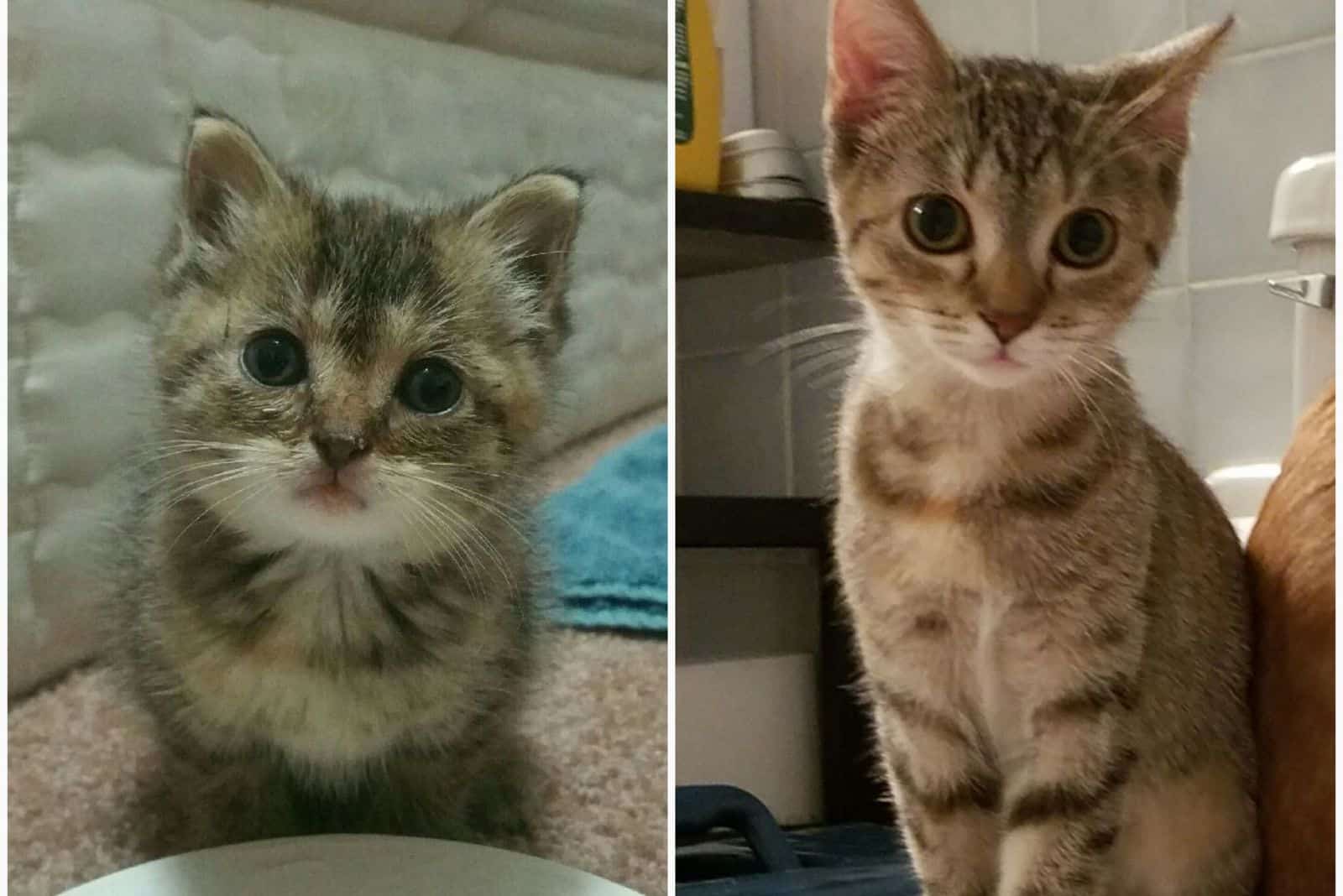 cat called Athena before and after adoption