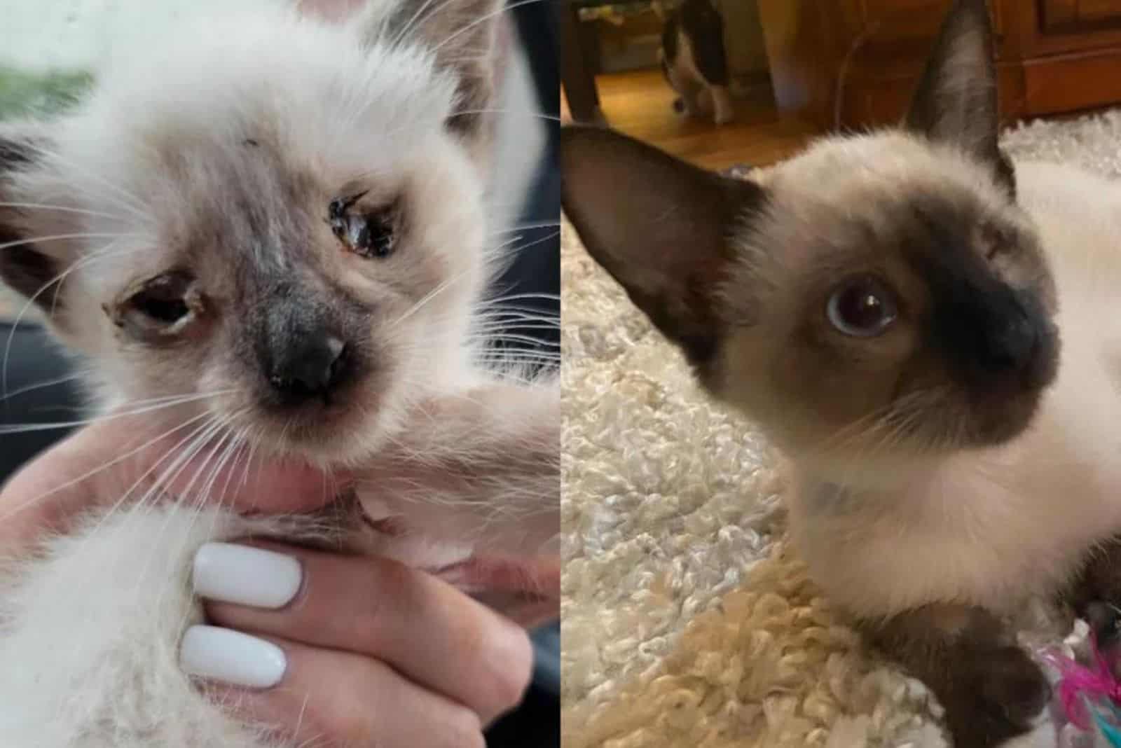 cat called Jack before and after adoption