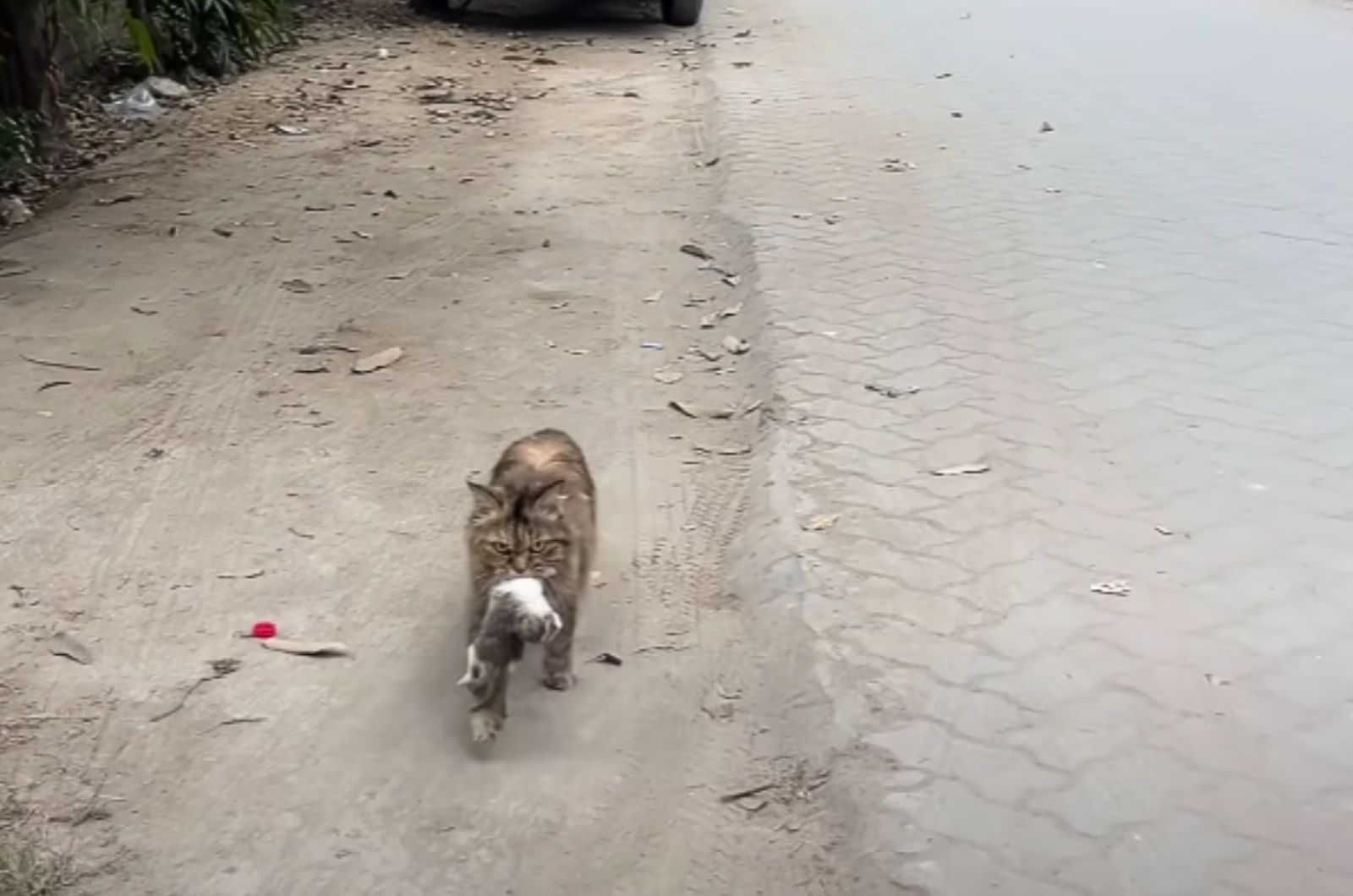 cat carrying a kitten in mouth