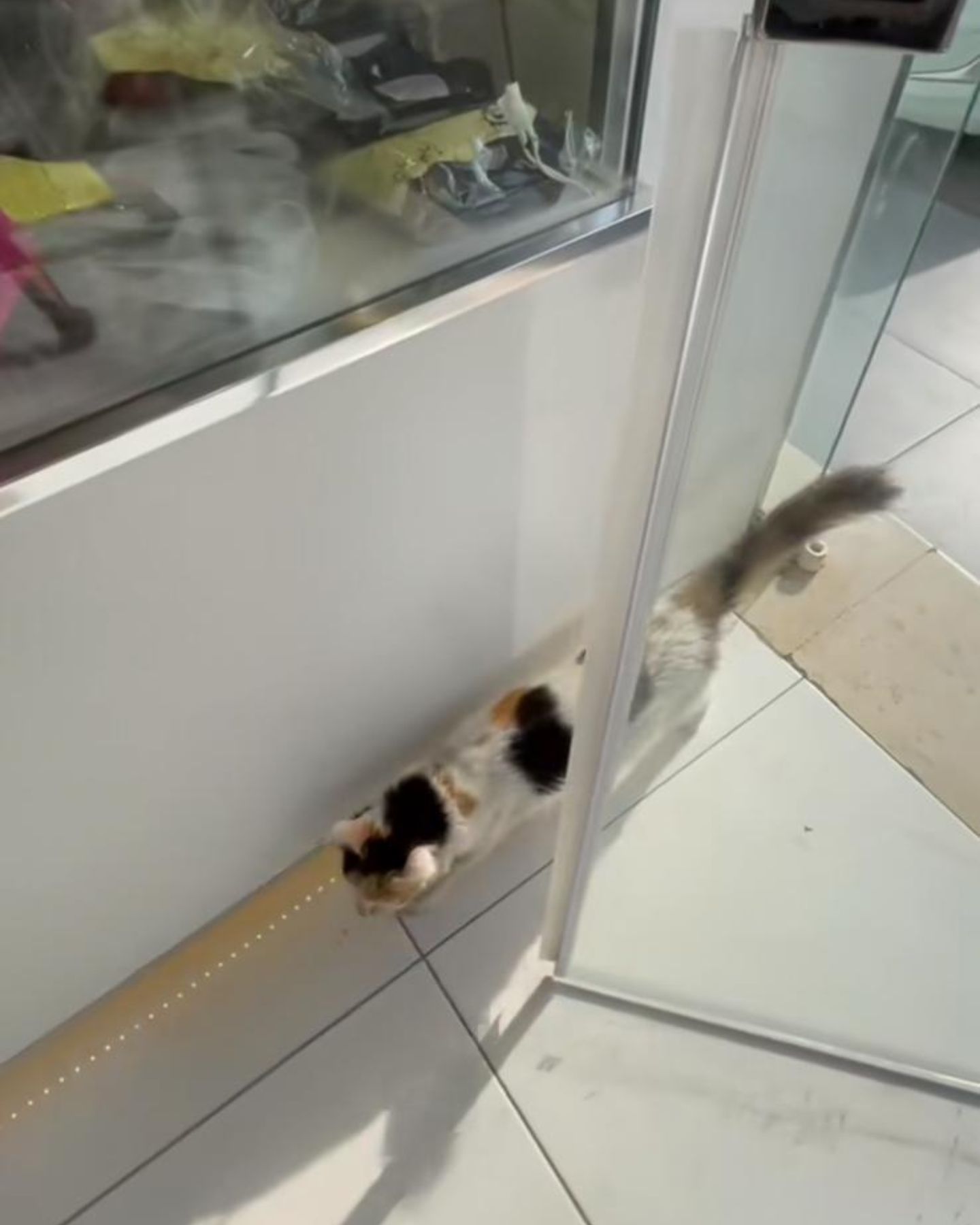 cat coming into the store