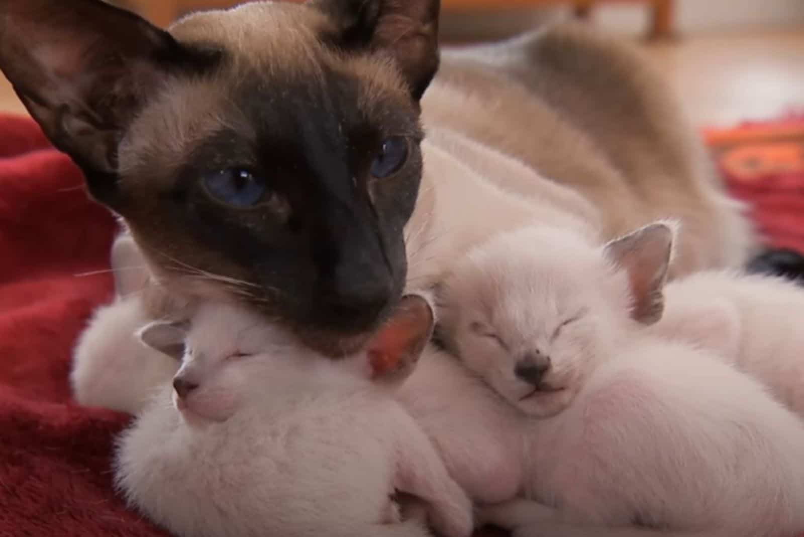 cat cuddling with kittens