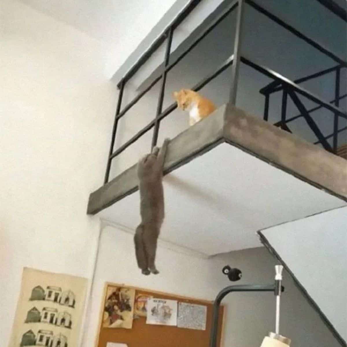 cat doing pull ups