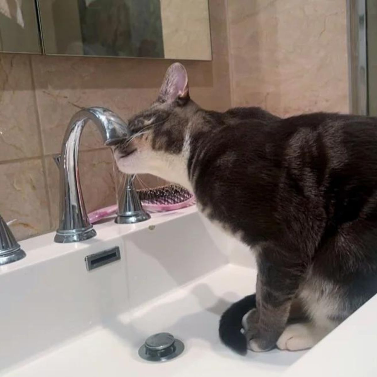 cat drinking water