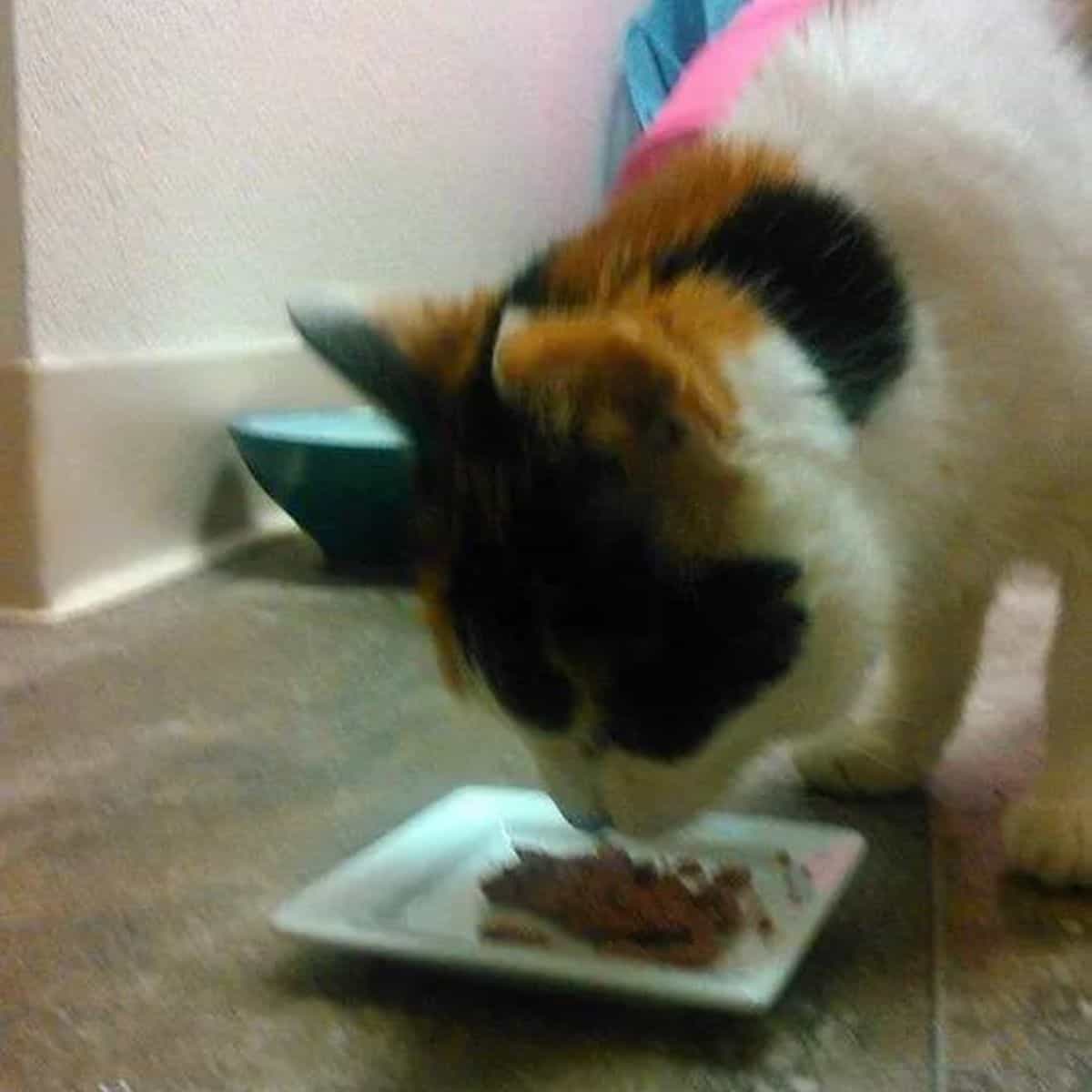 cat eating cat food