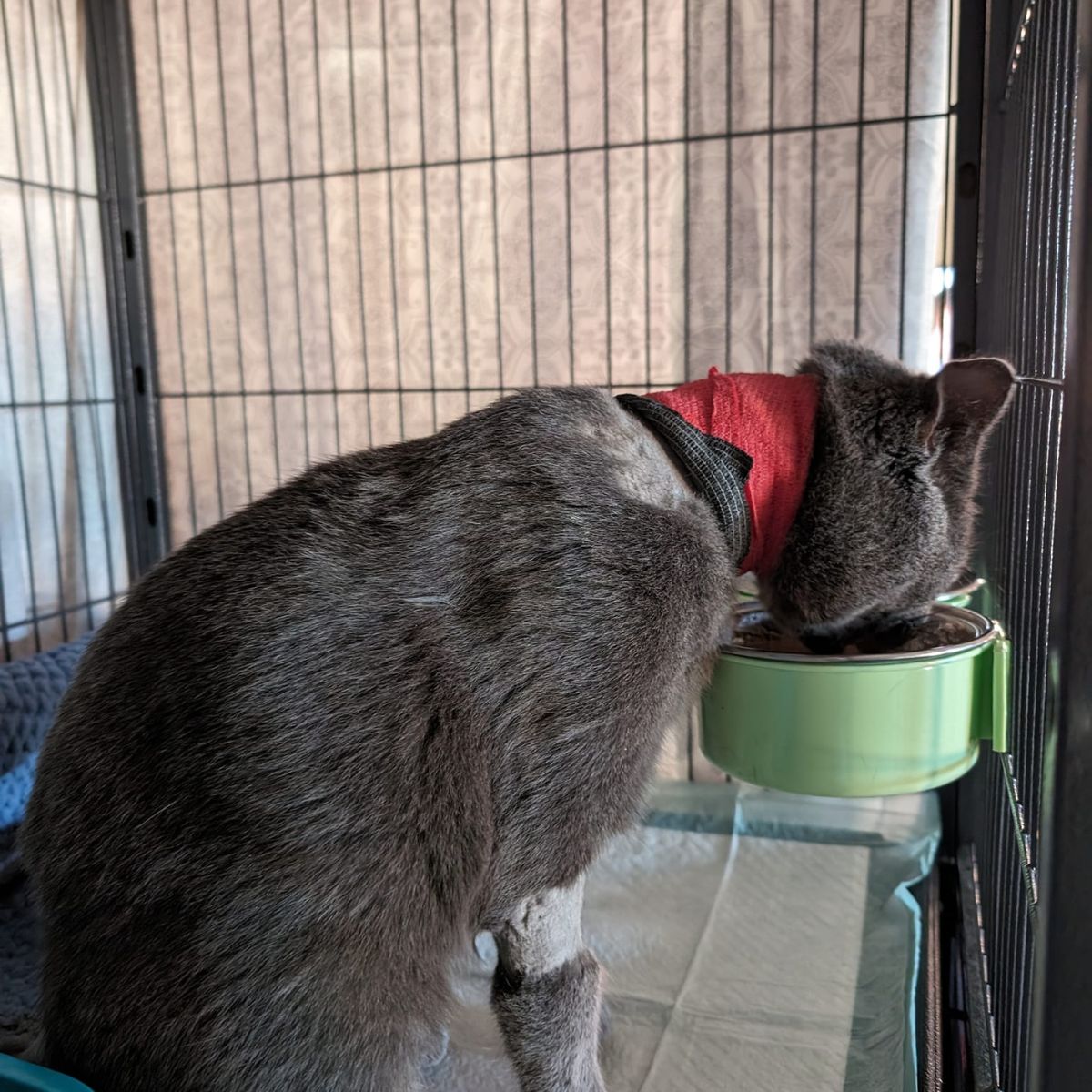 cat eating from a green bowl