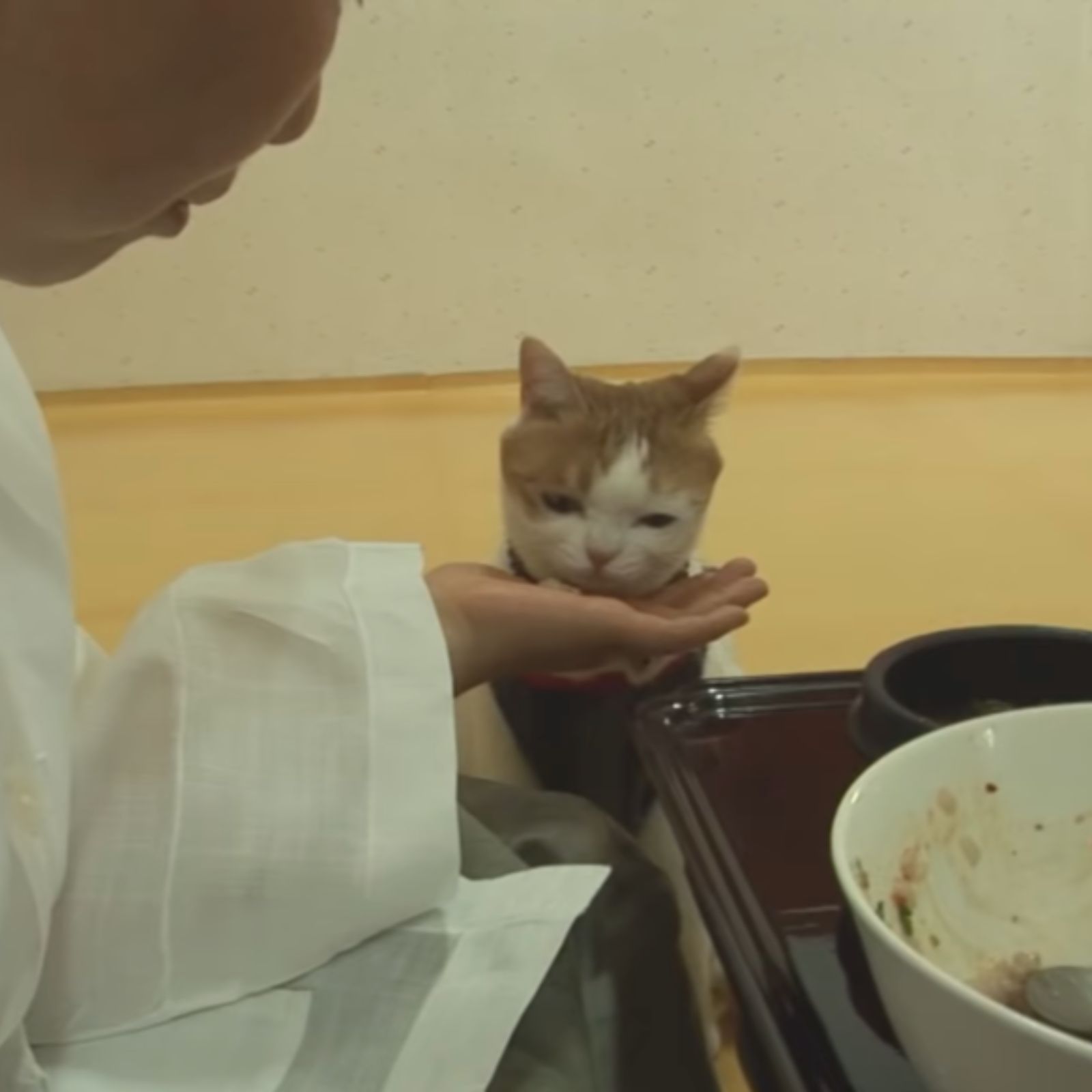 cat eating from monk's hand