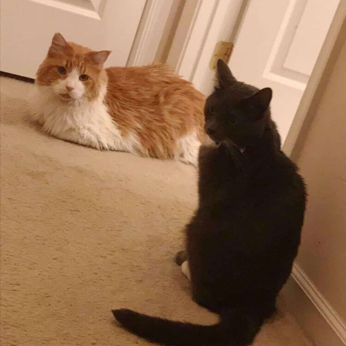 cat edgar lying next to a black cat