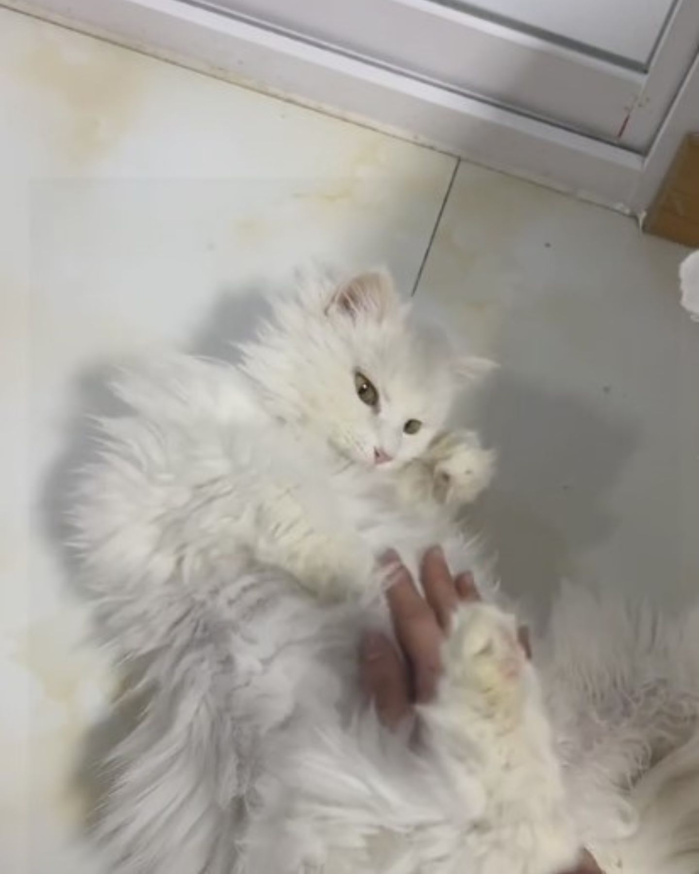 cat getting a belly rub