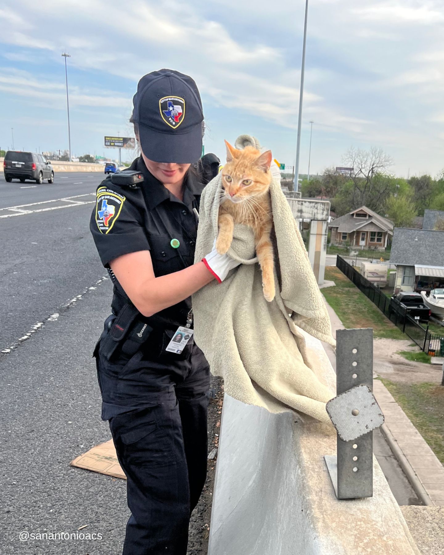 cat getting rescued