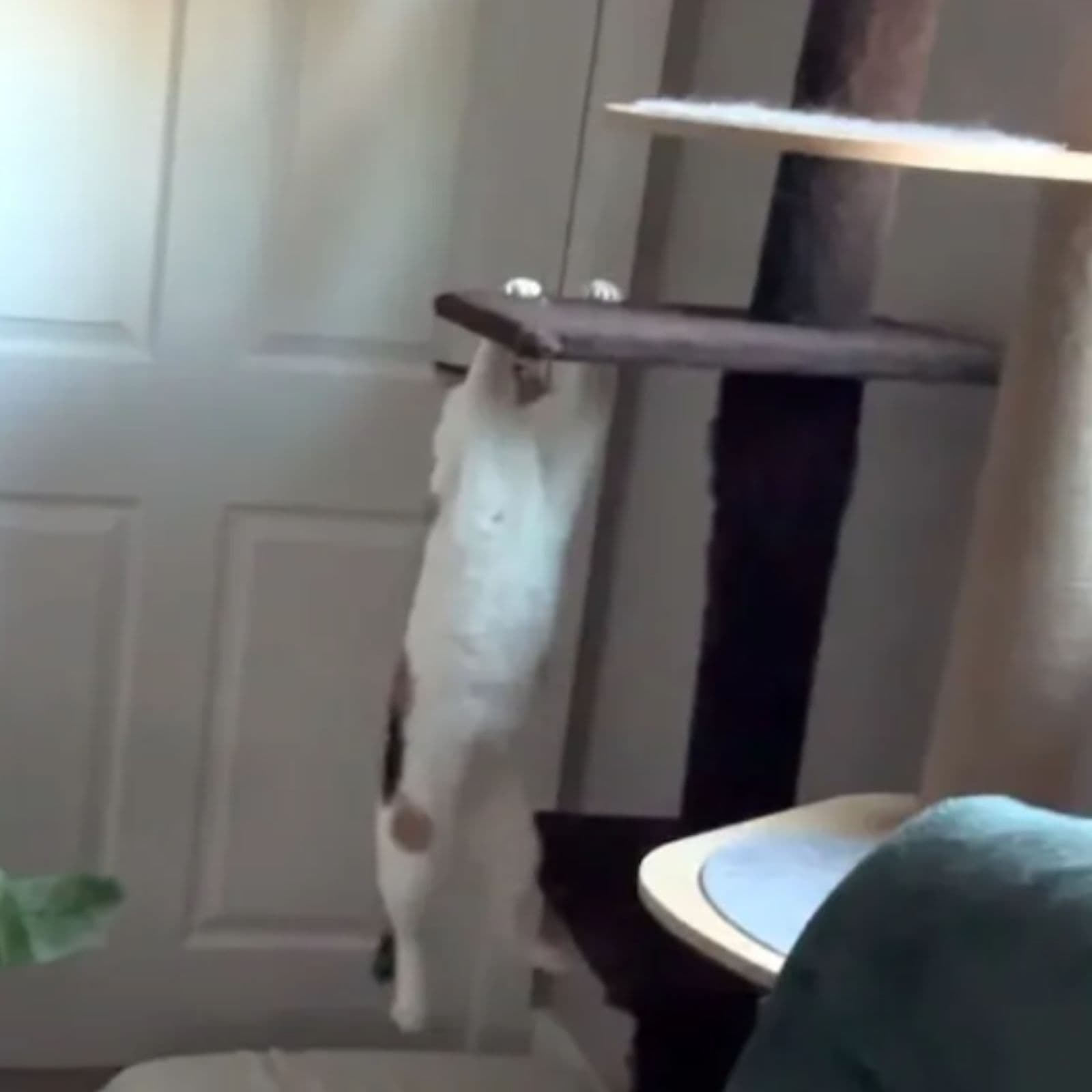 cat hanging from cat tree