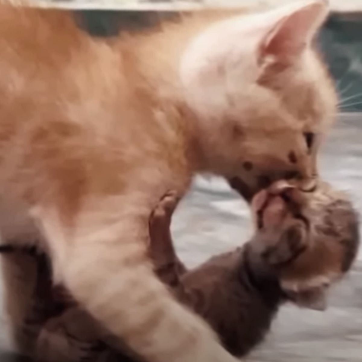 cat helping the kitten